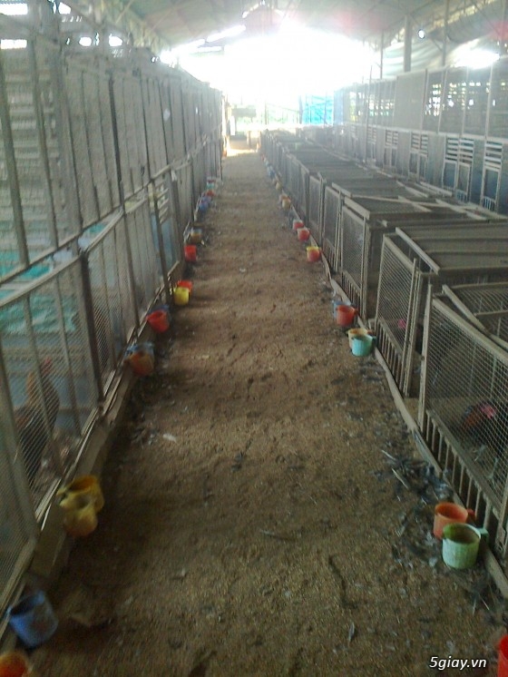 Gà - - Bán Gà Tre Lai Mỹ Đá Tiền Tại Đồng Nai | 5Giay