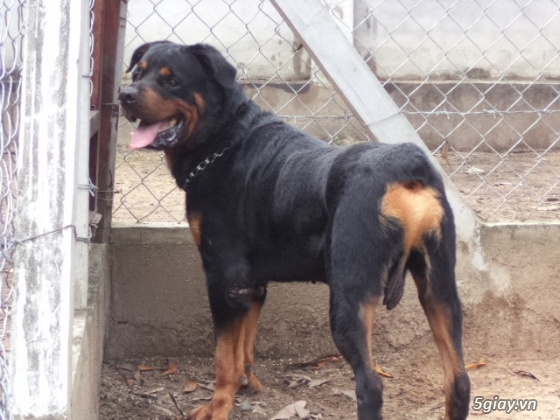 Chó - - Rottweiler 70kg hàng Khủng của Đức | 5giay