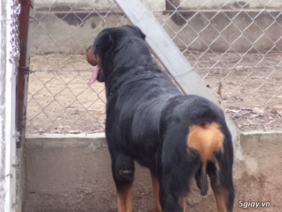 Chó - - Rottweiler 70kg hàng Khủng của Đức | 5giay