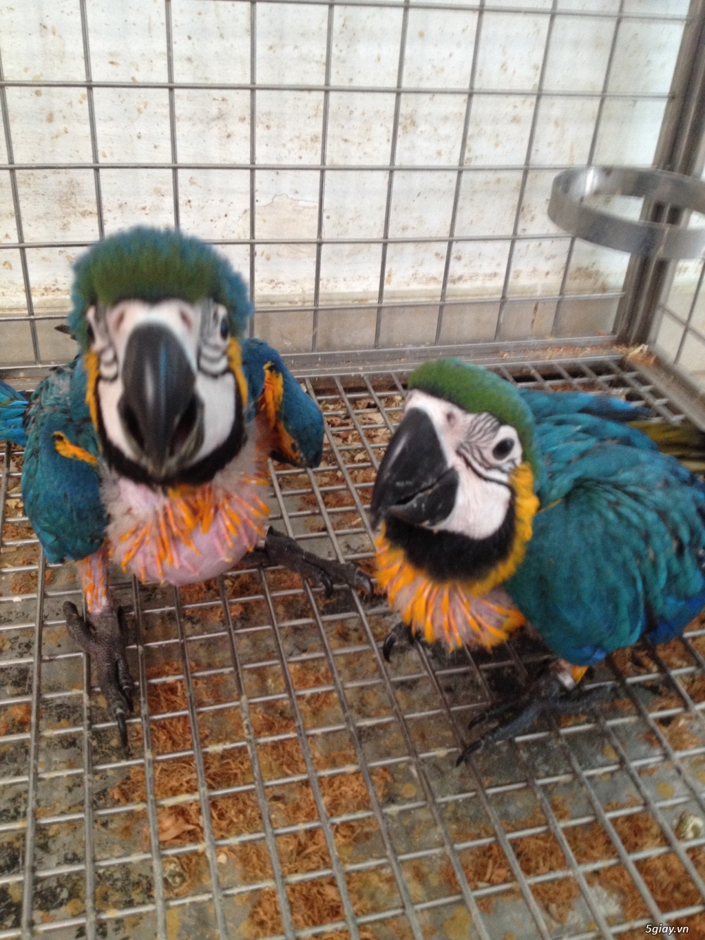 Kinh nghiệm nuôi vẹt đuôi dài macaw