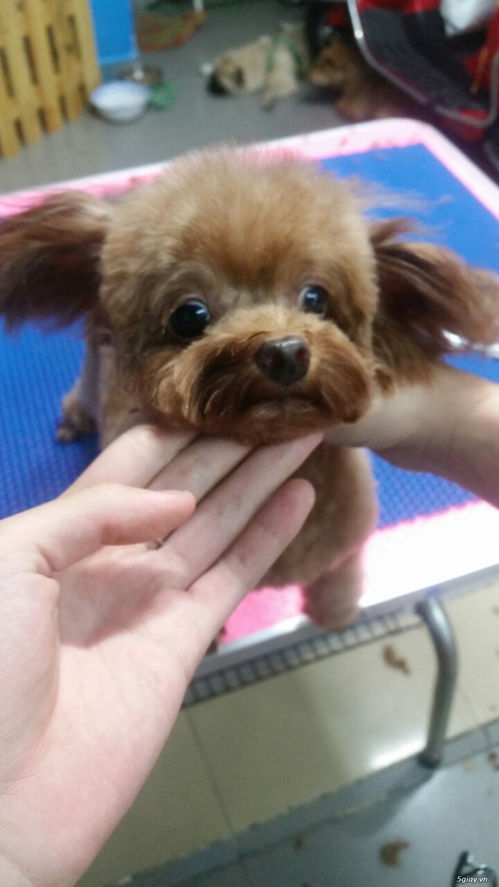 Poodle teacup chuẩn | 5giay