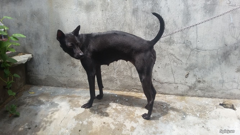 Chó Phú Quốc thuần chủng đen tuyền | 5giay