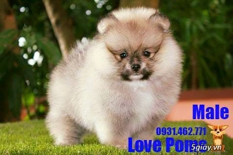 Bán chó Phóc Sóc ( Pomeranian , Chó Fox Sóc ) Nhập Thái | 5giay