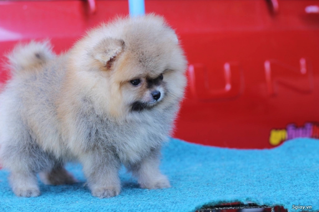 Bán chó Phóc Sóc ( Pomeranian , Chó Fox Sóc ) Nhập Thái | 5giay