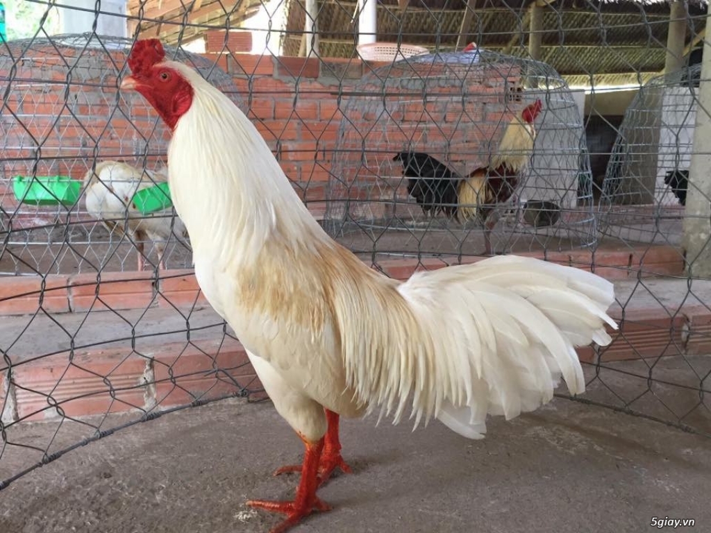 Gà đà giải trí đây - 3