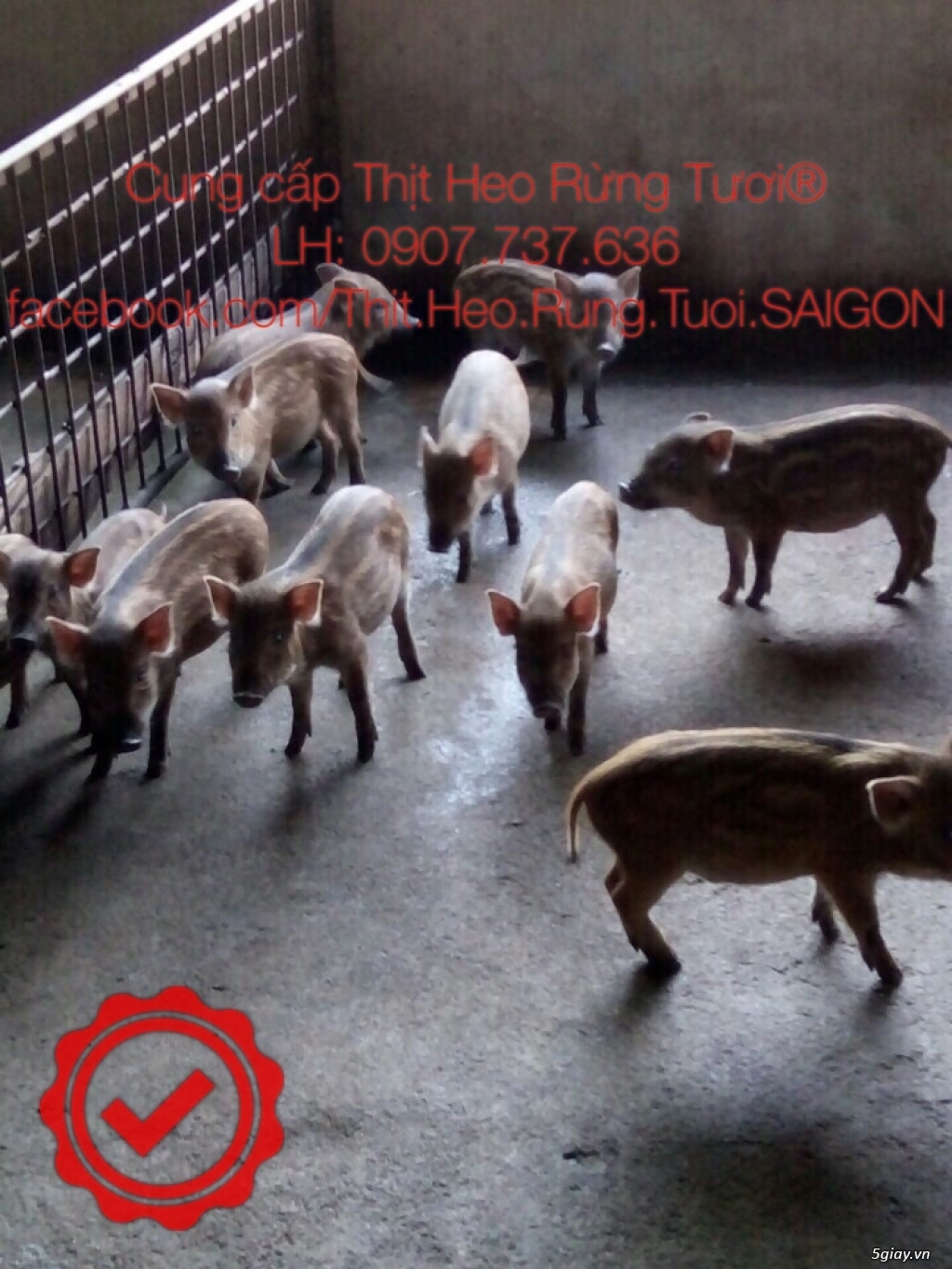 Cung cấp Thịt Heo Rừng Tươi - 2