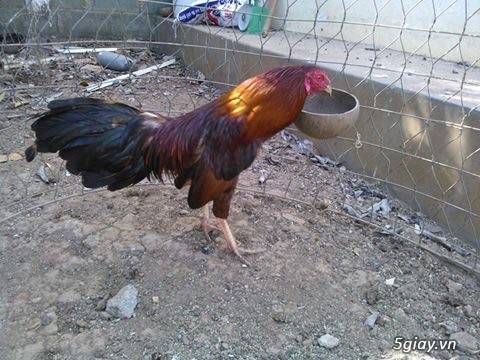 Gà bình dân - 2