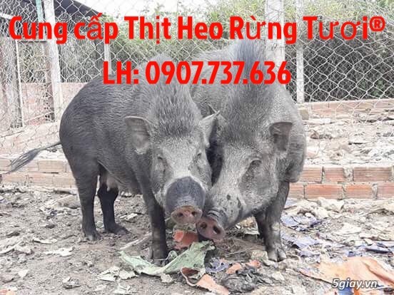 Cung cấp Thịt Heo Rừng Tươi - 1