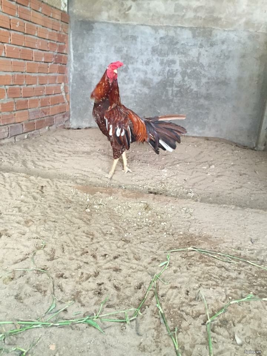 Gà bình dân