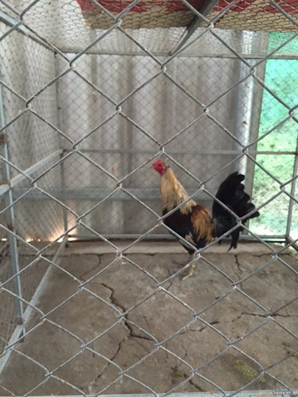 Gà bình dân - 2