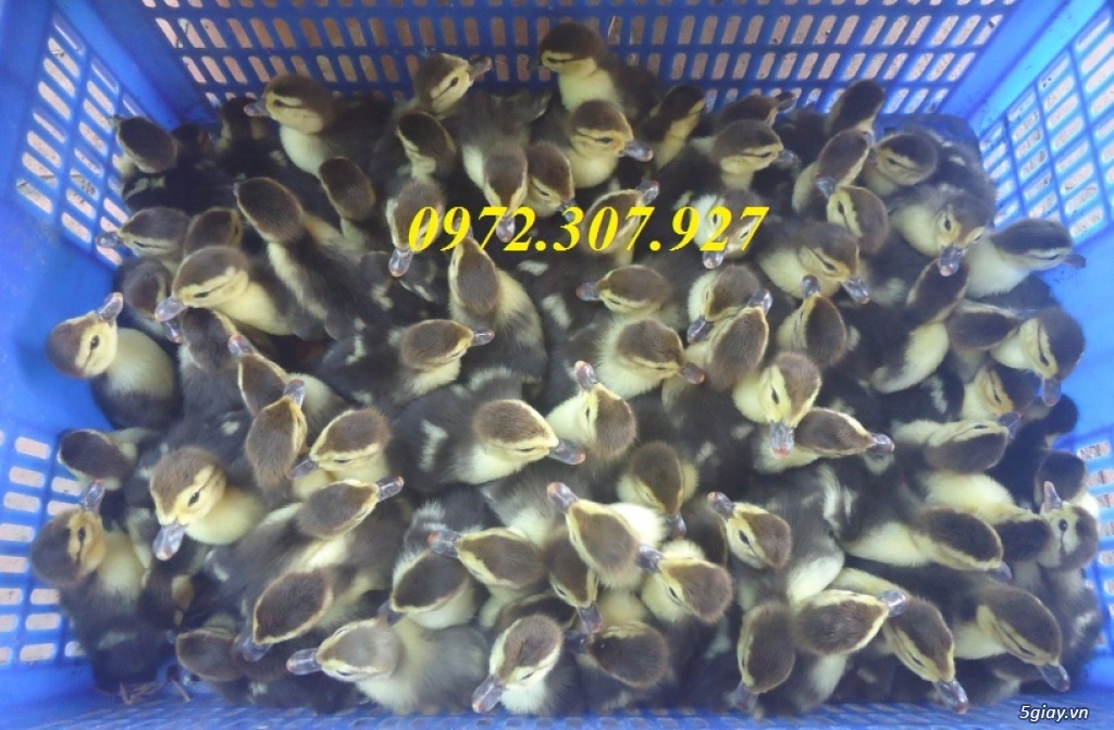 Bán Vịt Xiêm Giống, Gà Giống, Gà Sao, Gà Tây,Thủ Đức, Quận 9, TP HCM. - 1
