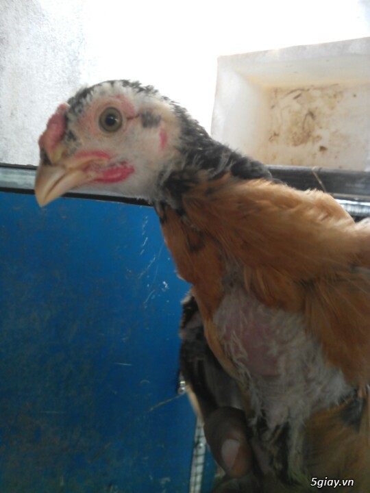 Gà nòi con lai trạng lớn - 2
