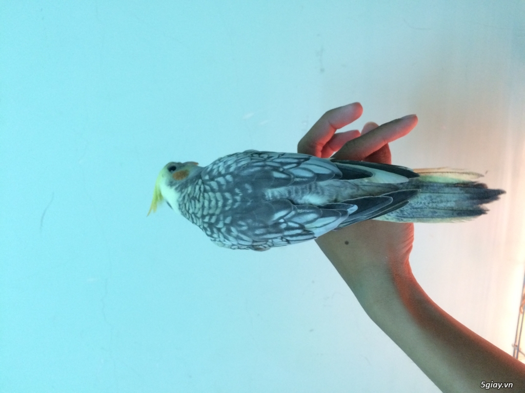 Cockatiel (Vẹt Mã Lai)