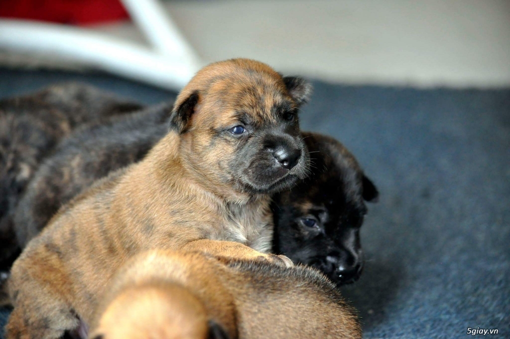 Nhận gạch bầy phú quốc thuần chủng - 1