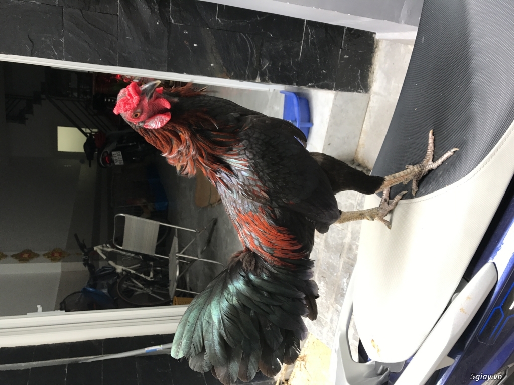 Gà tre đá giá rẻ bao chơi