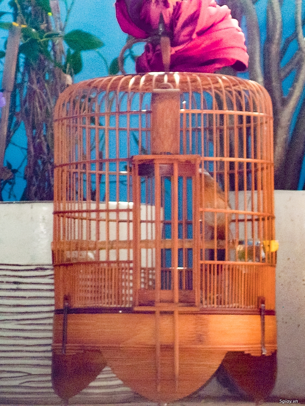 Chim Họa Mi Hót Hay - 1