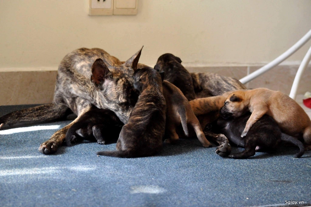 Nhận gạch bầy phú quốc thuần chủng - 2