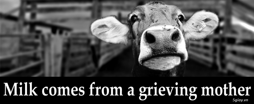 Công nghiệp bò sữa: Nước mắt của bò mẹ – máu của bò con – và…
