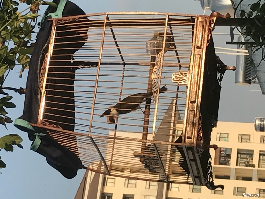 Chào mào bình định - 3