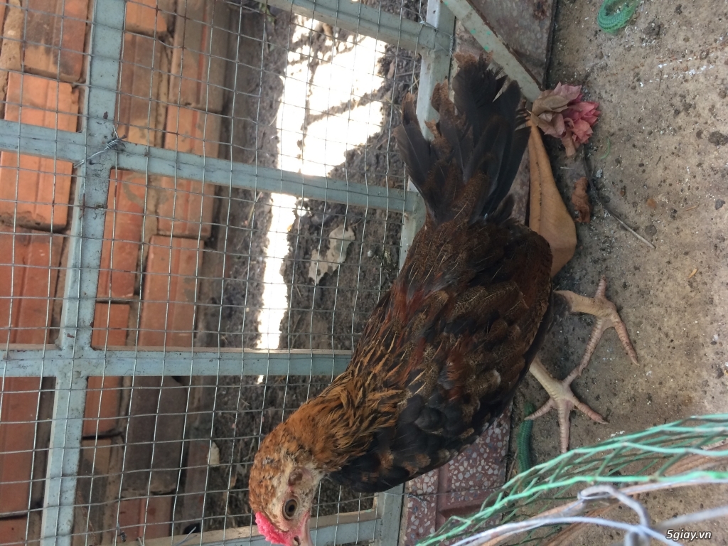 Jap+mĩ và asil+mĩ 3tháng - 2