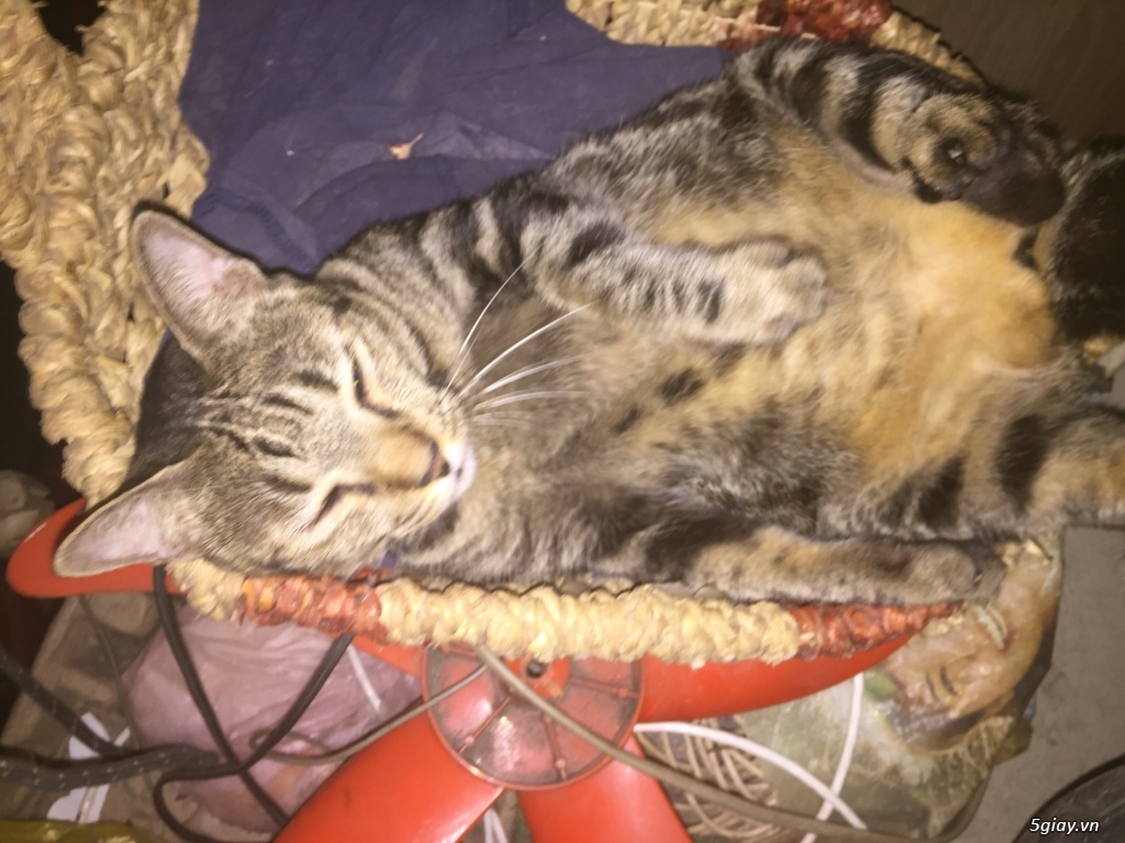 Đức Pháp vương Gyalwang Drukpa bày cách sống khỏe tốt hơn thuốc - 1