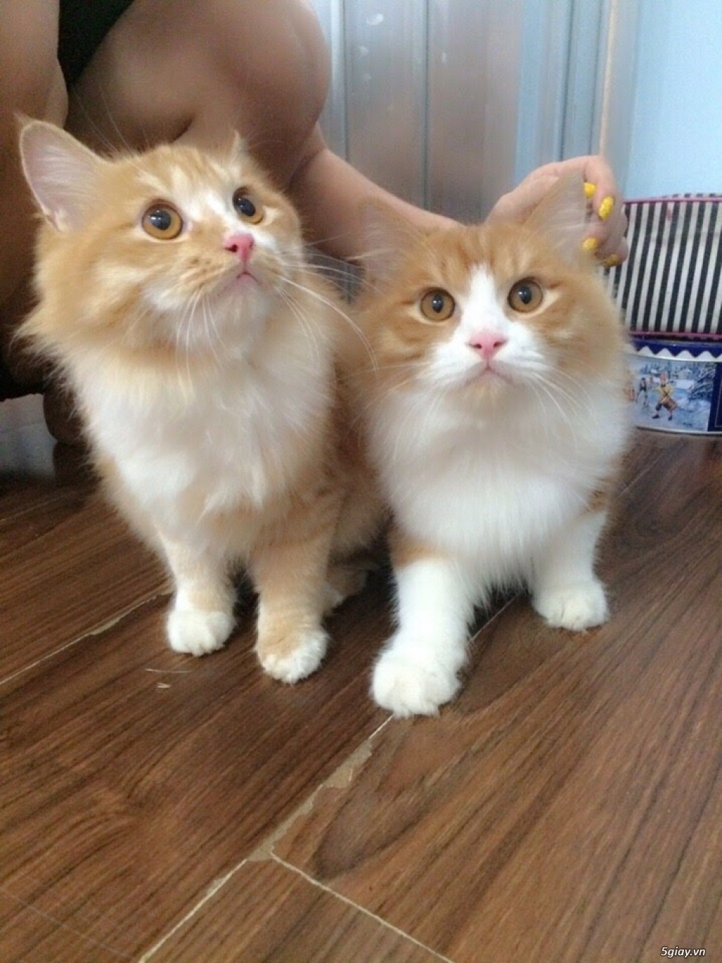 Đức Pháp vương Gyalwang Drukpa bày cách sống khỏe tốt hơn thuốc