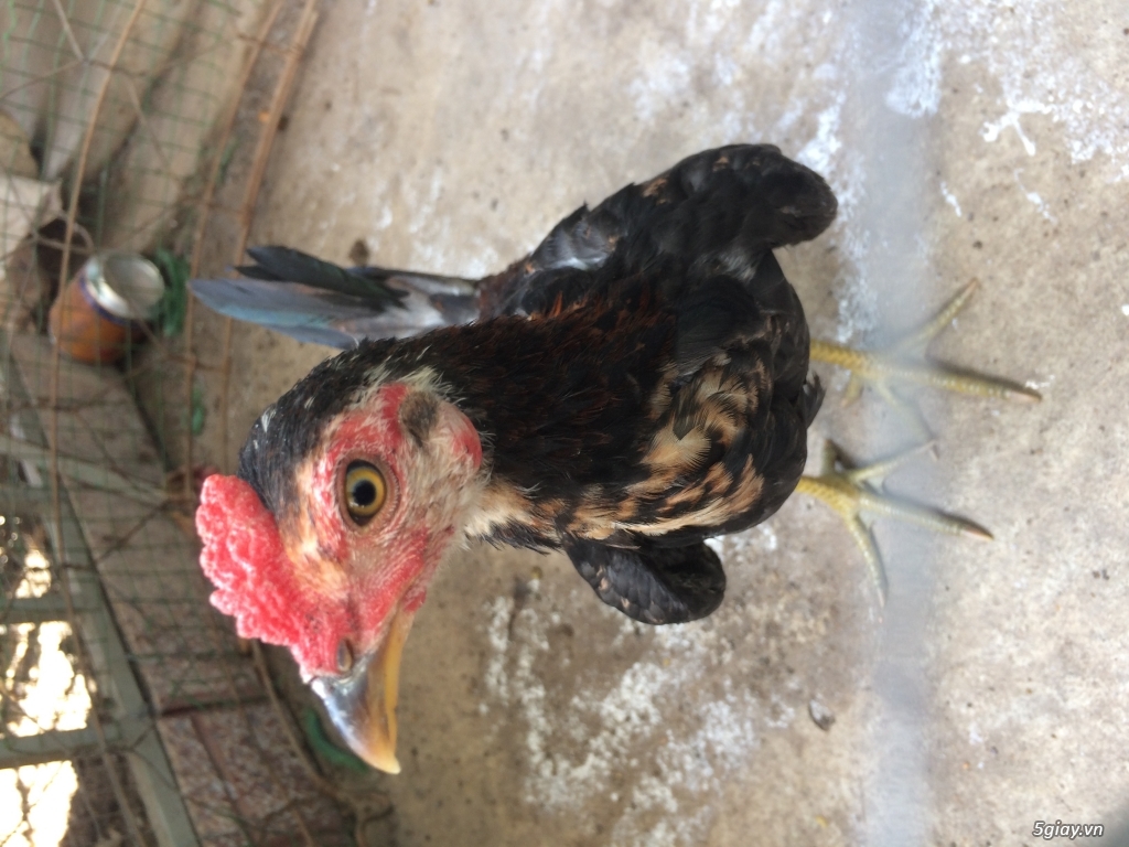 Jap+mĩ và asil+mĩ 3tháng - 1