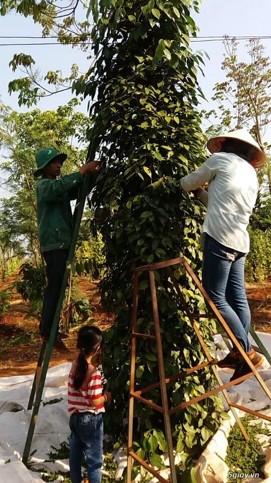 Tiêu đen vườn nhà sạch 100% sỉ& lẻ bao rẻ bao soi - 4