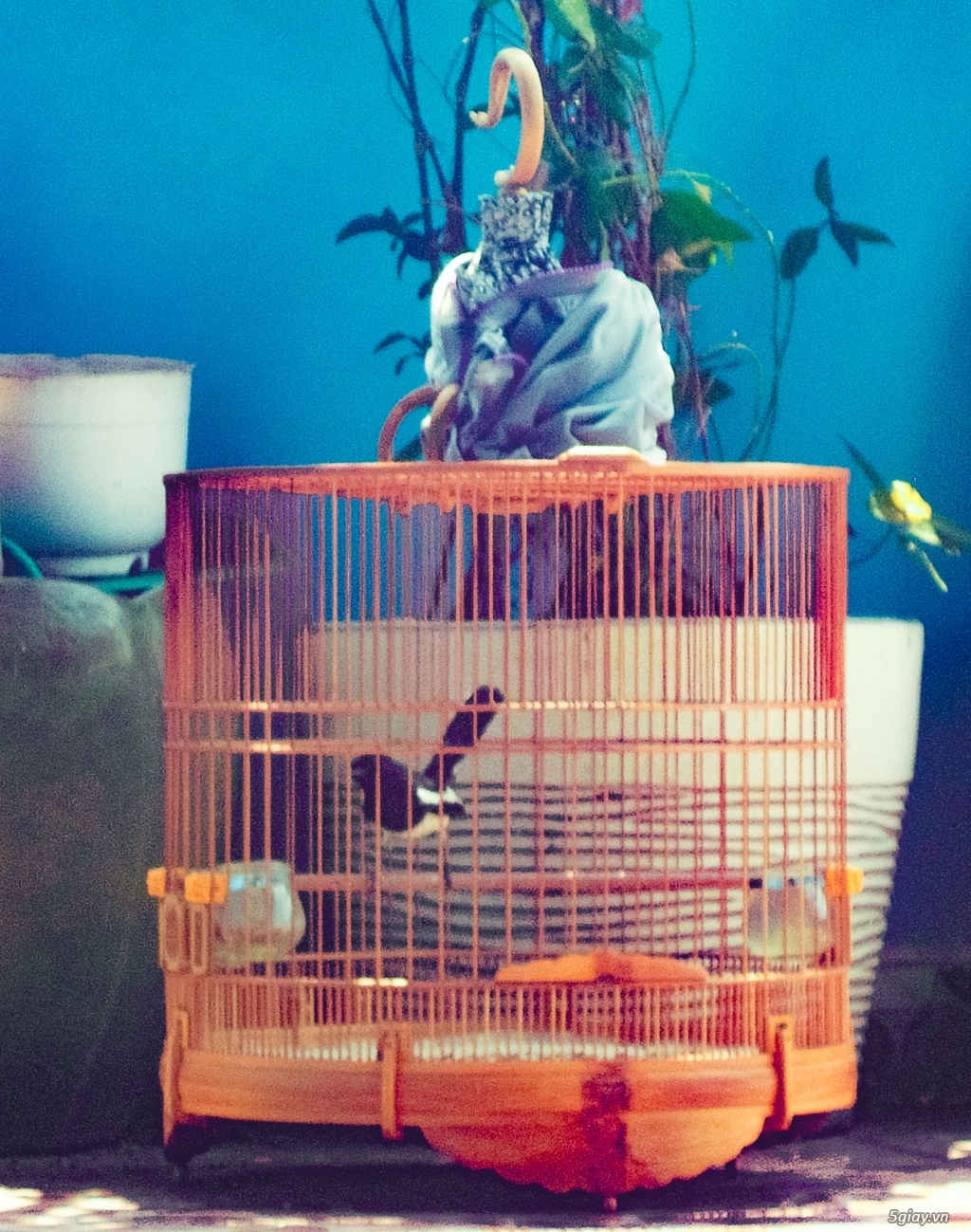 Chim Chích Chòe Than