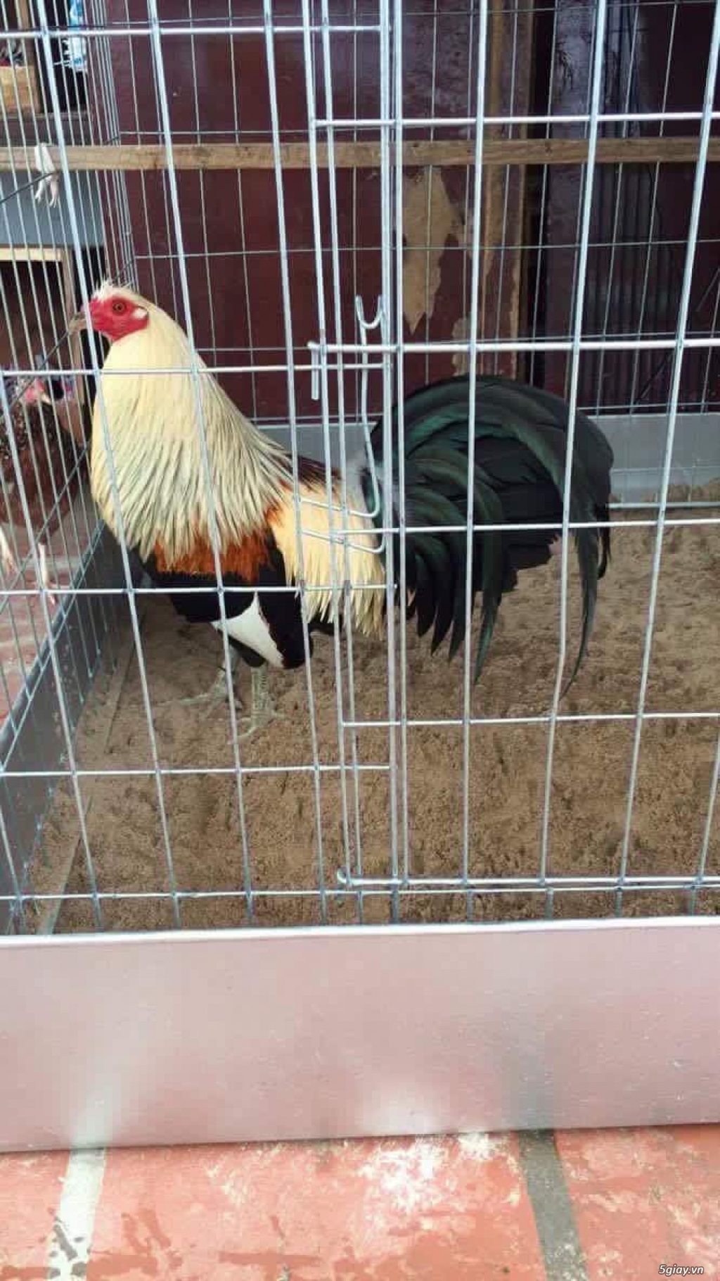 Nhàn Chuyên các loại gà mỹ