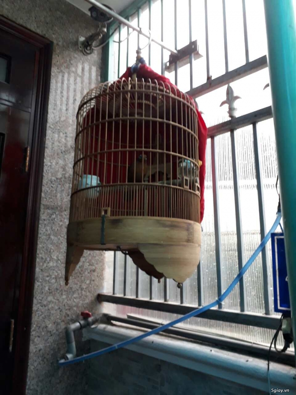Bán bộ họa mi ( chim & lồng)