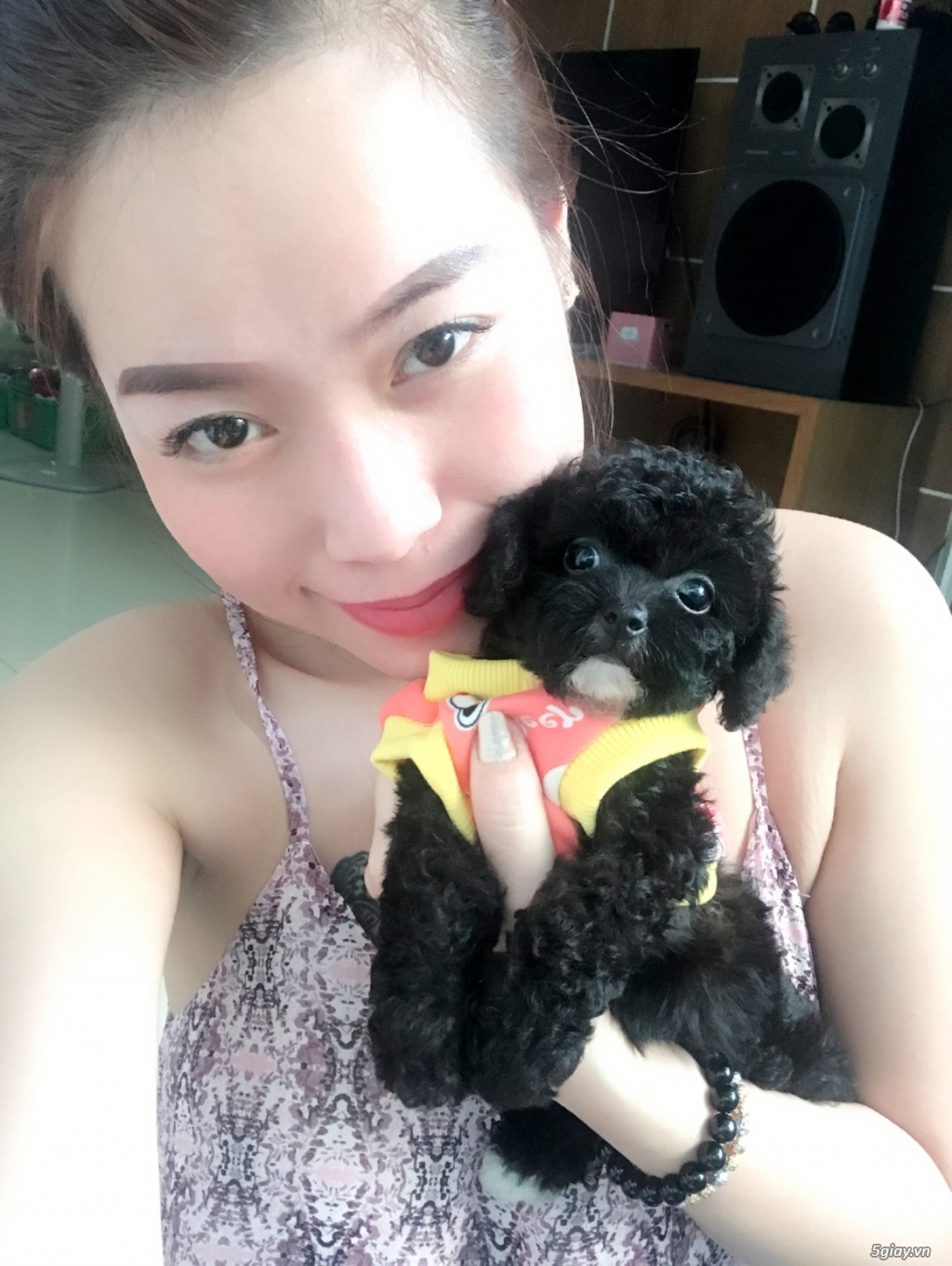 Pé poodle sz mini tìm chủ mới - 3