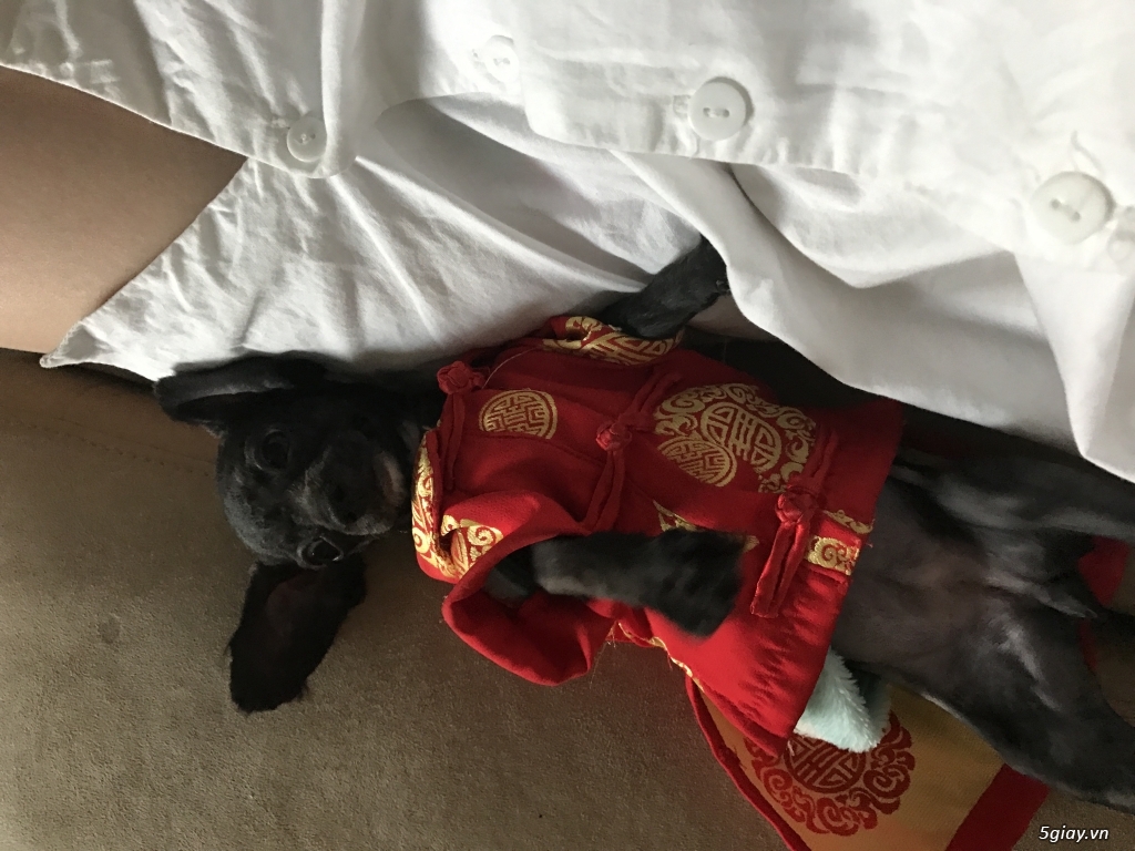 Pé poodle sz mini tìm chủ mới