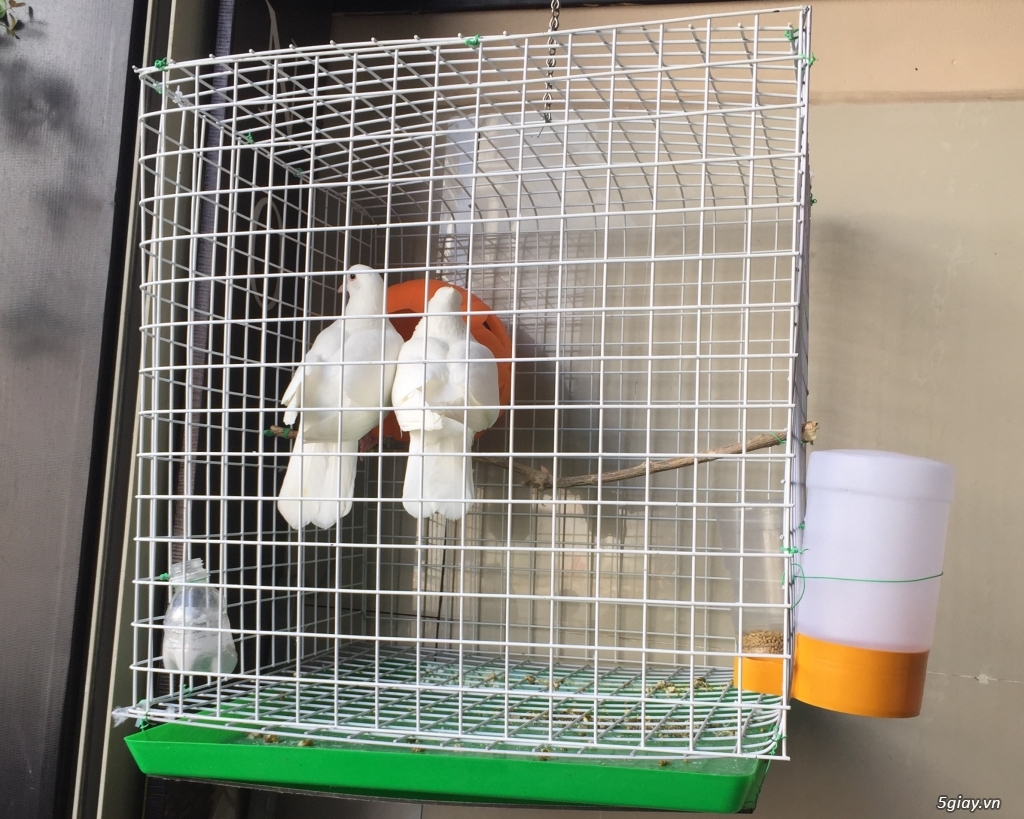 Bán cặp bồ câu pháp full phụ kiện - 3