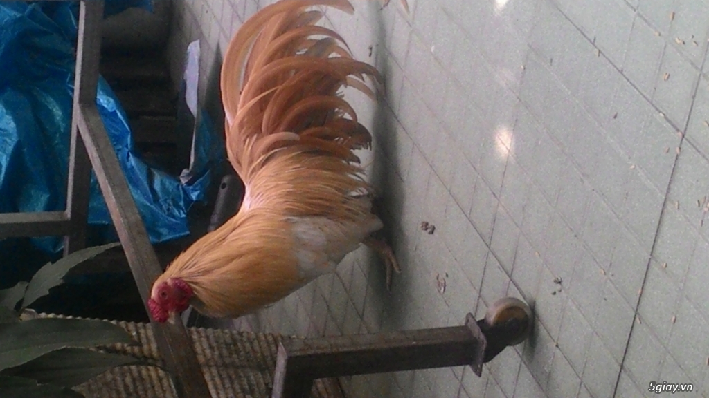 Gà tân châu đẹp