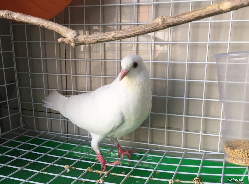 Bán cặp bồ câu pháp full phụ kiện - 2