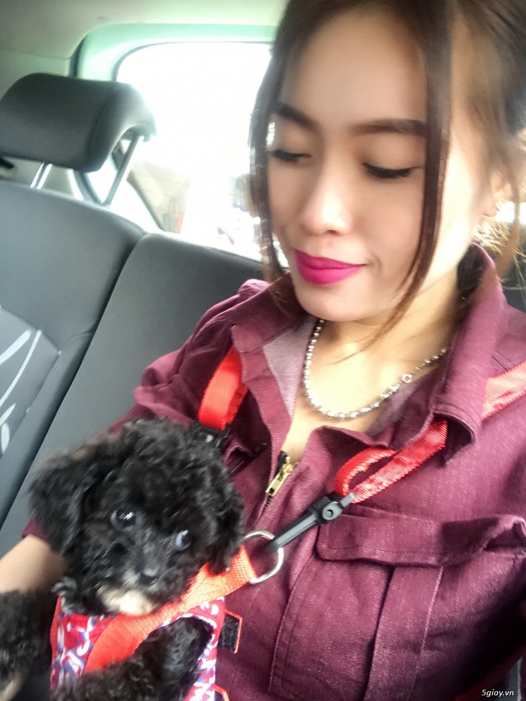 Pé poodle sz mini tìm chủ mới - 2
