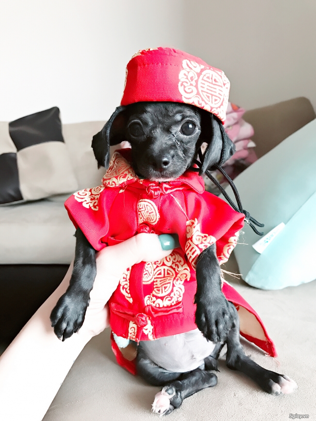 Pé poodle sz mini tìm chủ mới - 1