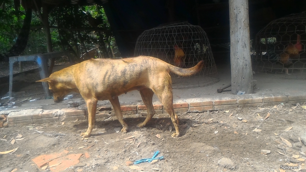 Chó phú quốc giống vện cái thuần chủng, giấy vka FO - 2