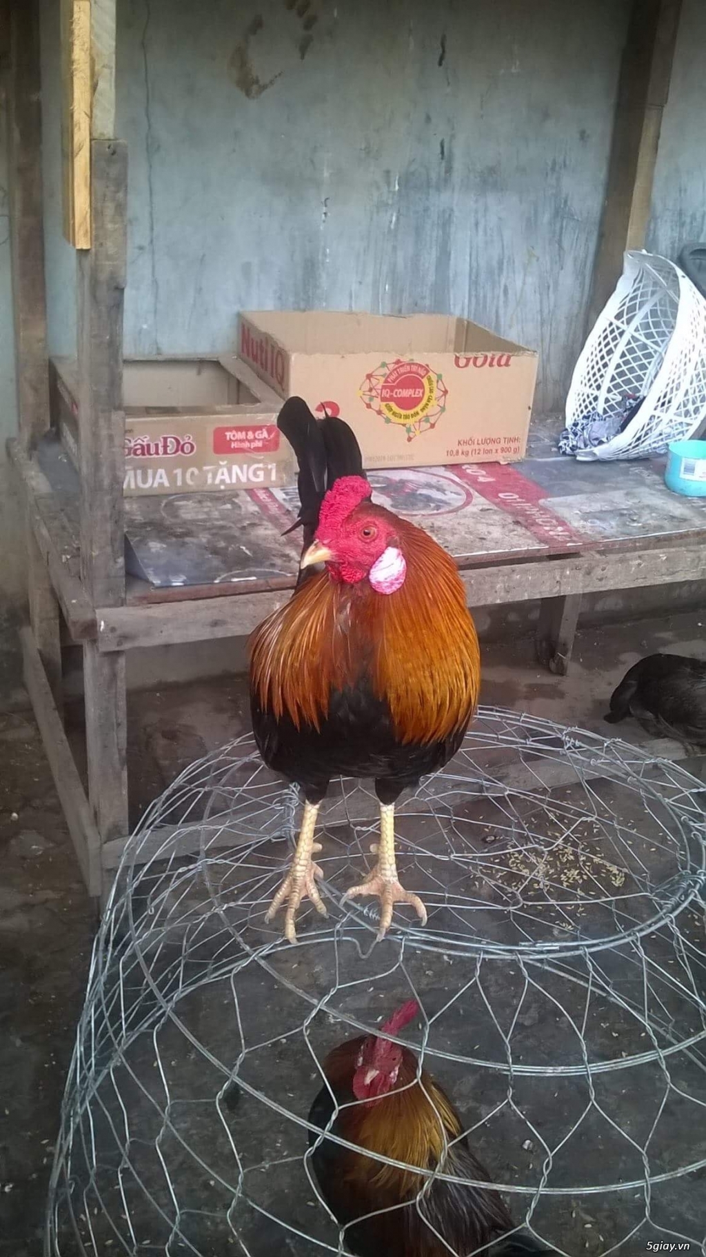Cần bán gà tre đá nhà nuôi