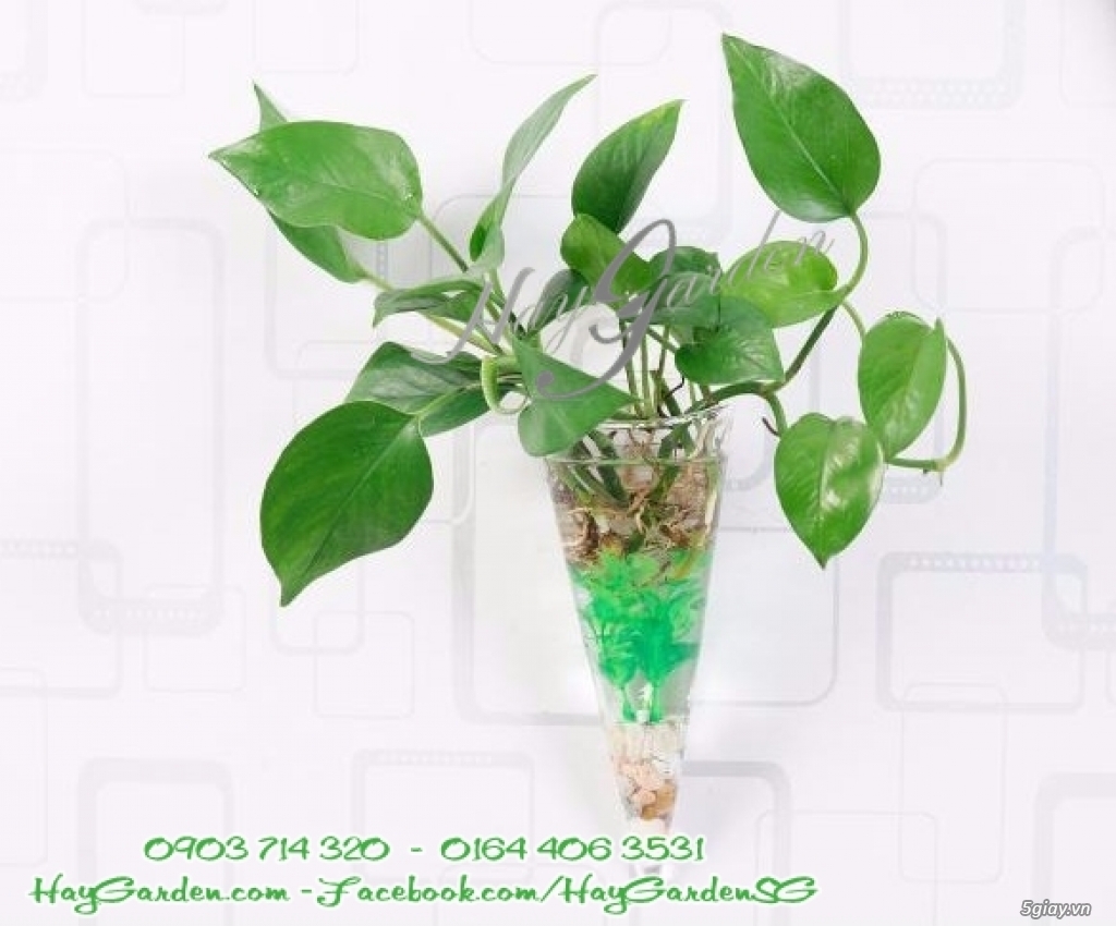 Thủy tinh treo tường trồng cây - 4