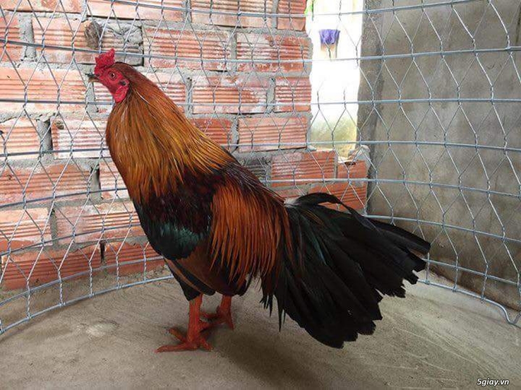 Ít gà nồi