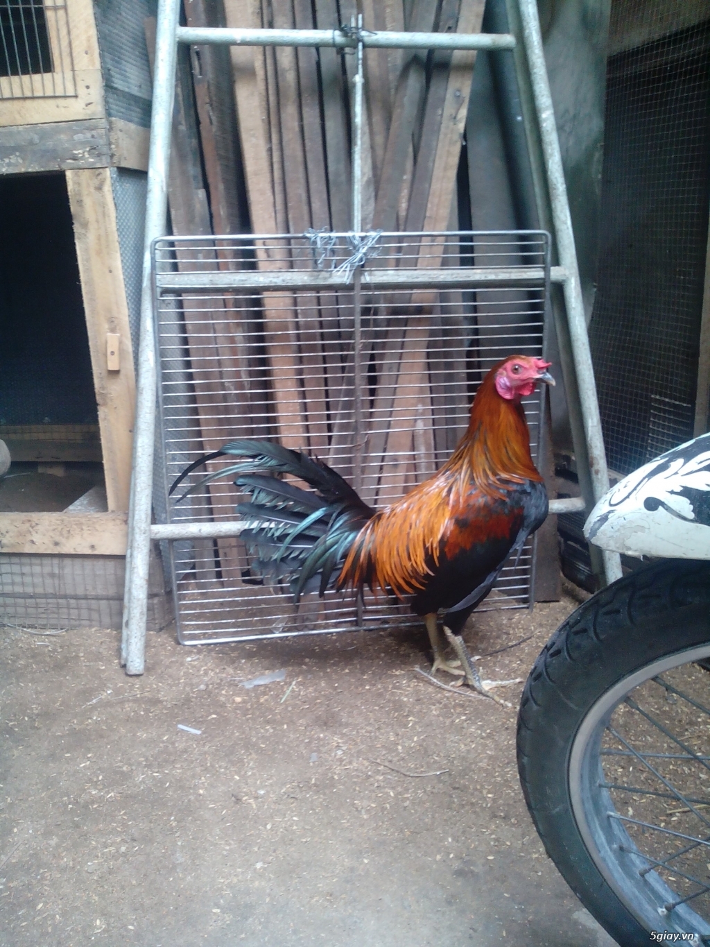 Peru jap Mỹ 7tháng trạng 2,9kg đến 3kg - 5