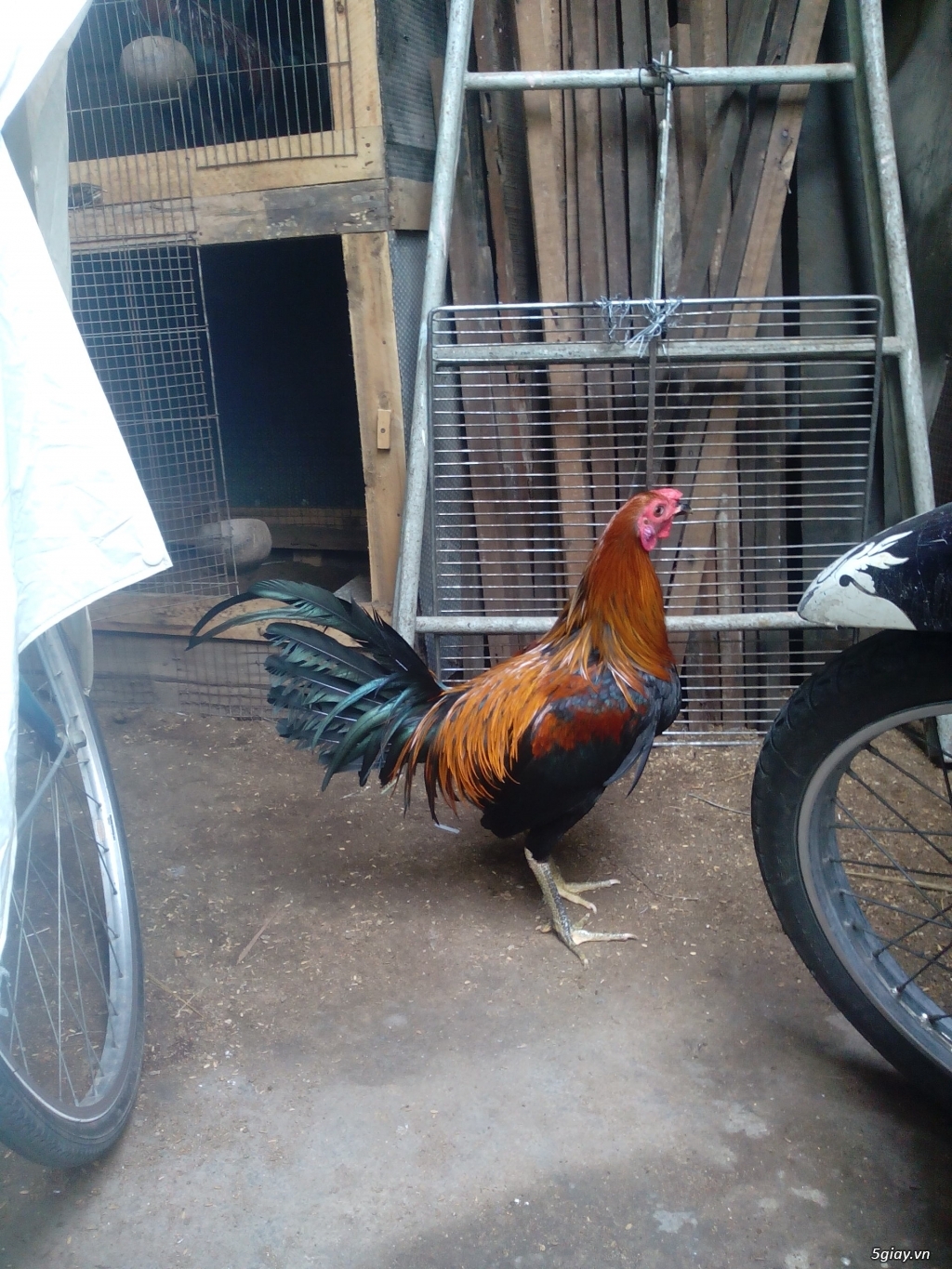 Peru jap Mỹ 7tháng trạng 2,9kg đến 3kg - 3