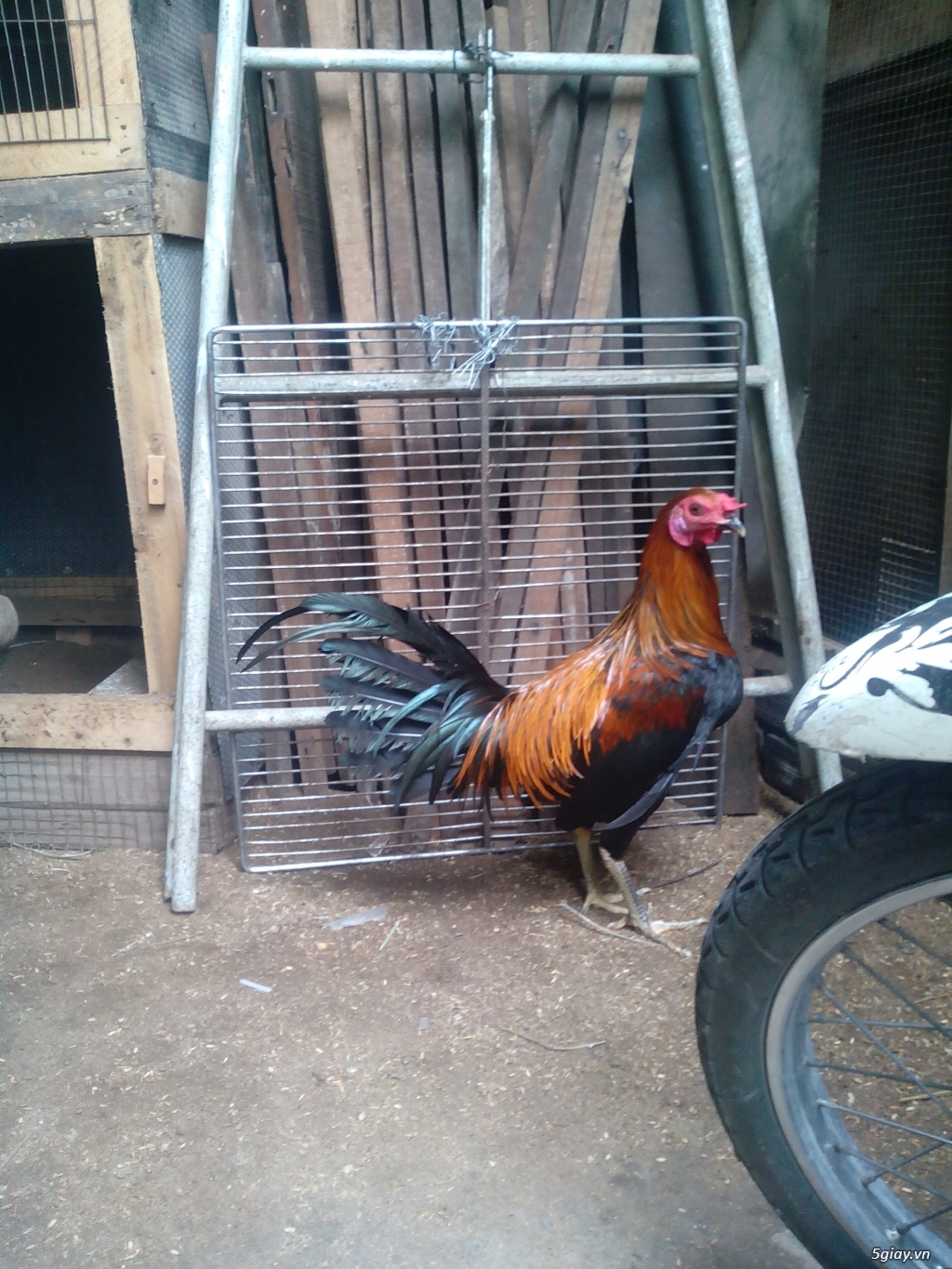 Peru jap Mỹ 7tháng trạng 2,9kg đến 3kg - 4