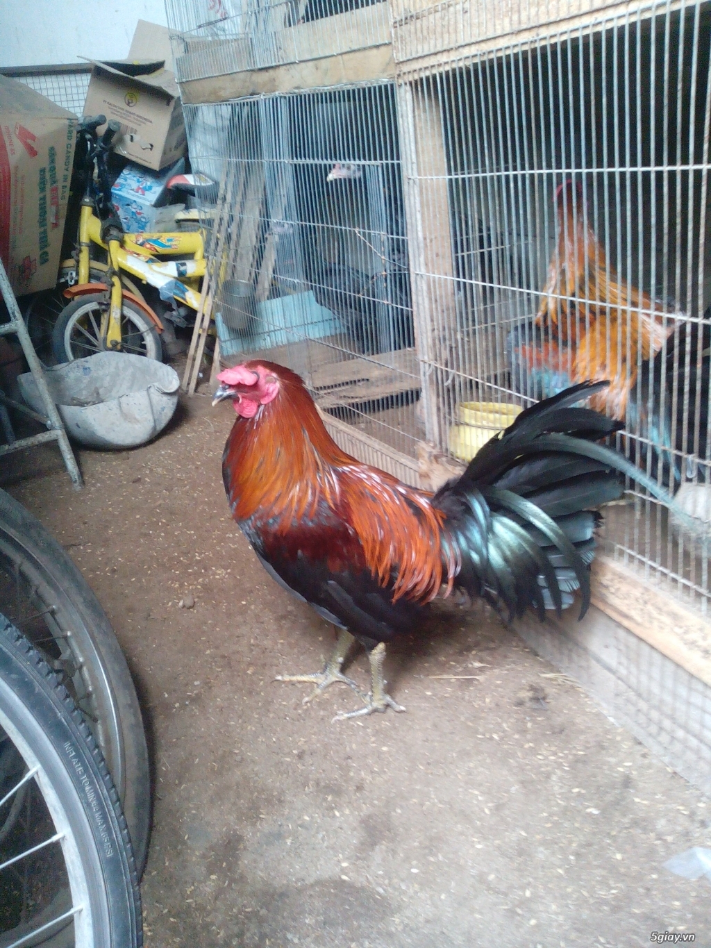 Peru jap Mỹ 7tháng trạng 2,9kg đến 3kg - 2