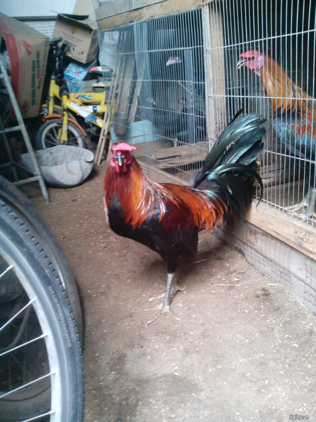 Peru jap Mỹ 7tháng trạng 2,9kg đến 3kg - 1