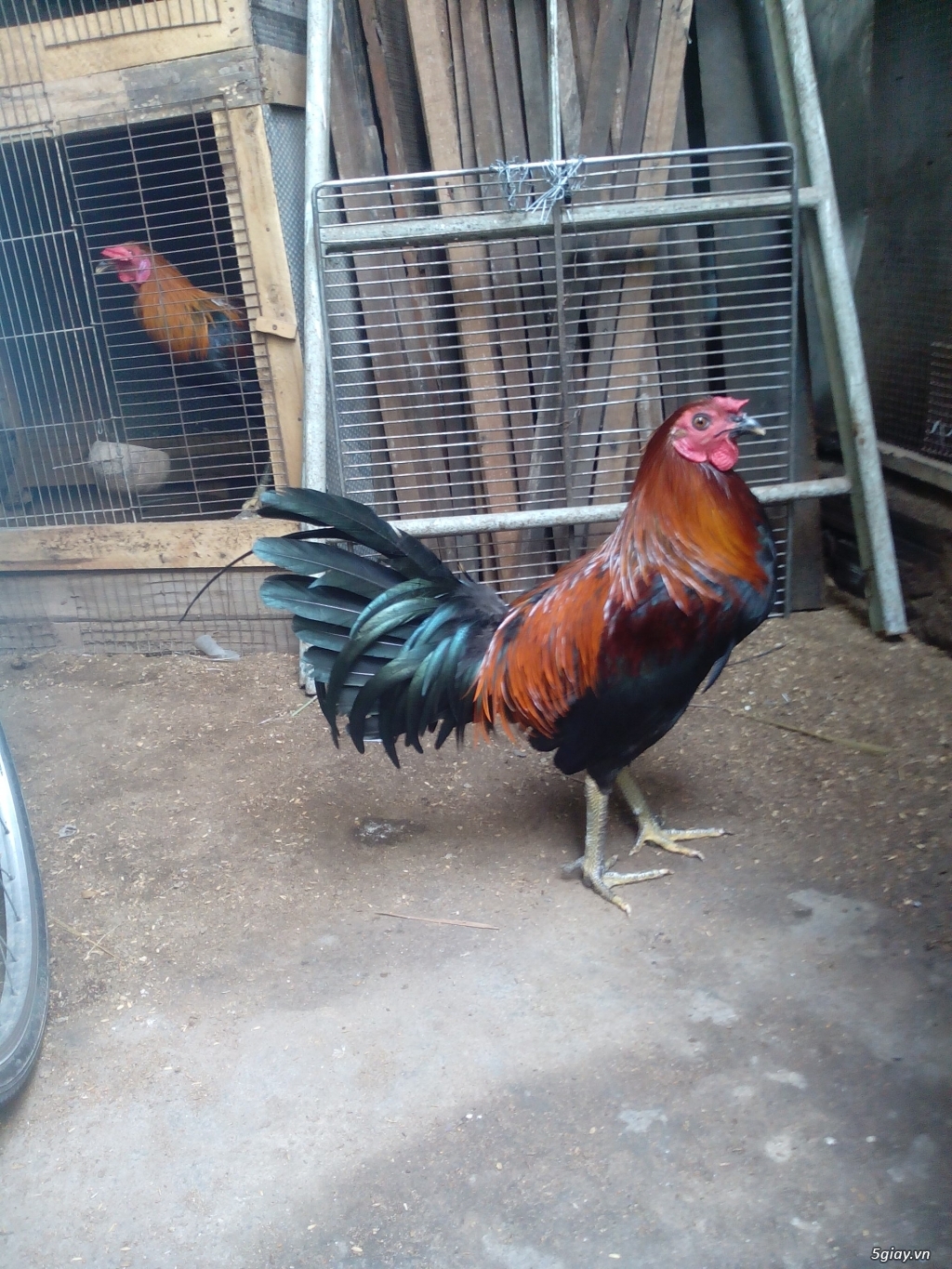 Peru jap Mỹ 7tháng trạng 2,9kg đến 3kg