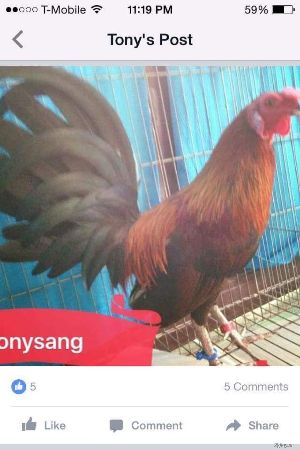 gà tre mỹ 2.5 thag .300k