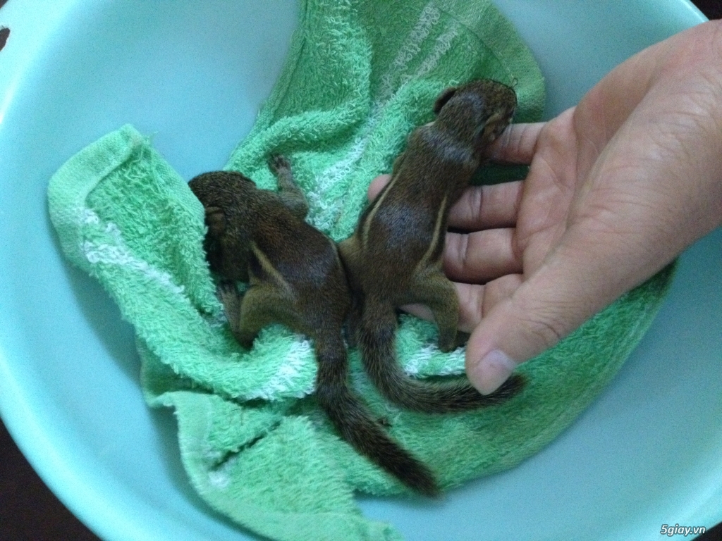 Sóc đất cực dễ thương - 1